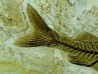 DAPALIS MACRURUS