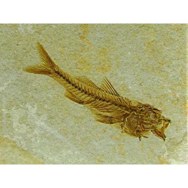 DAPALIS MACRURUS