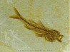DAPALIS MACRURUS