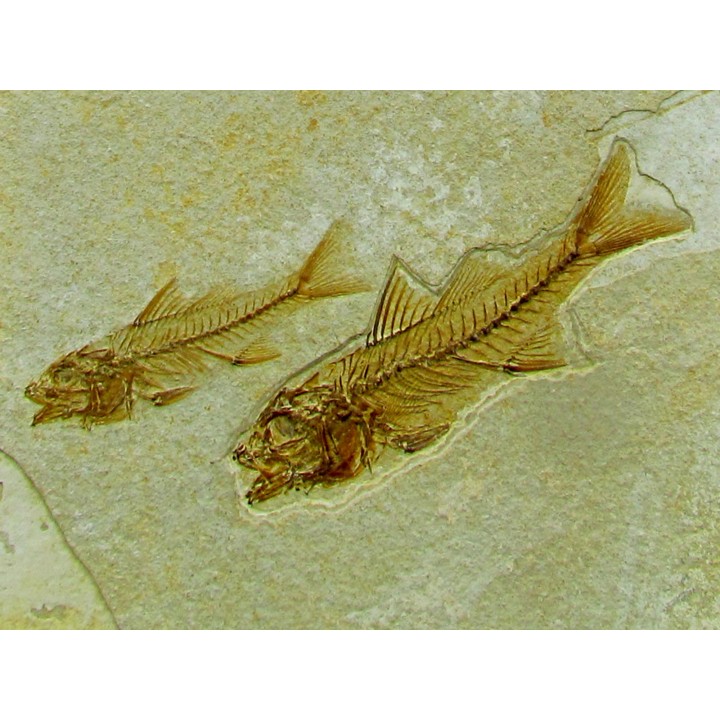 DAPALIS MACRURUS
