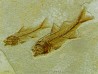 DAPALIS MACRURUS