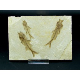 DAPALIS MACRURUS
