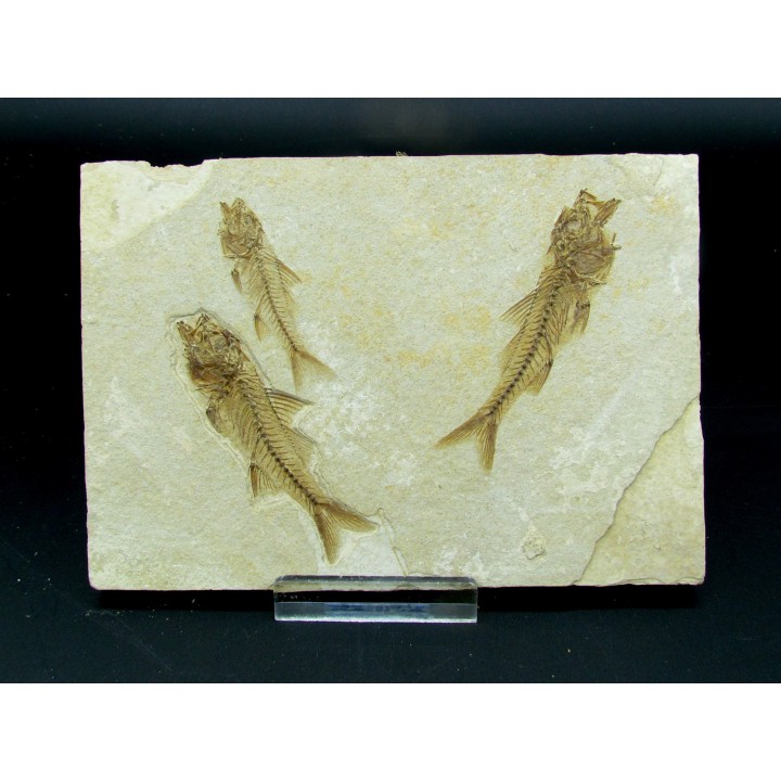 DAPALIS MACRURUS