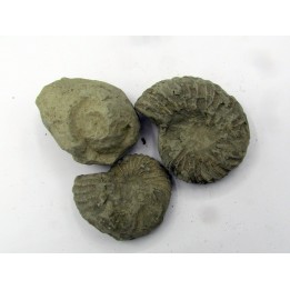 lot de 3 nodules d'HOPLITES a dégager
