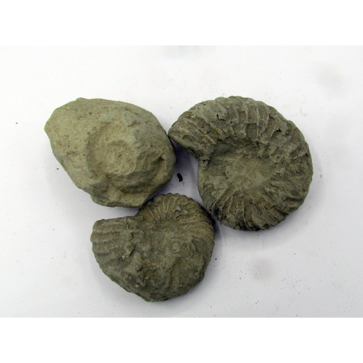 lot de 3 nodules d'HOPLITES a dégager