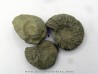 lot de 3 nodules d'HOPLITES a dégager