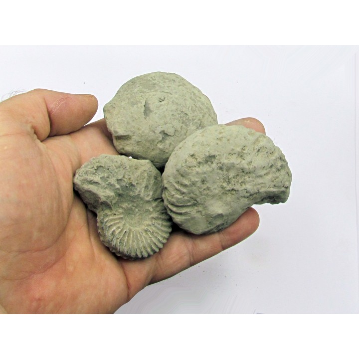lot de 3 nodules d'HOPLITES a dégager