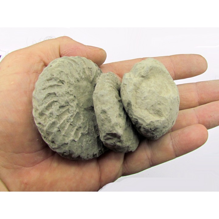 set of 3 unprepared HOPLITES
