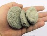 set of 3 unprepared HOPLITES
