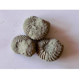 lot de 3 nodules d'HOPLITES a dégager