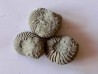 lot de 3 nodules d'HOPLITES a dégager