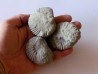 lot de 3 nodules d'HOPLITES a dégager