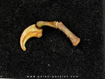 dinosaur claw with skin