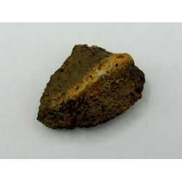 Ankylosaur scute - Alberta, CANADA