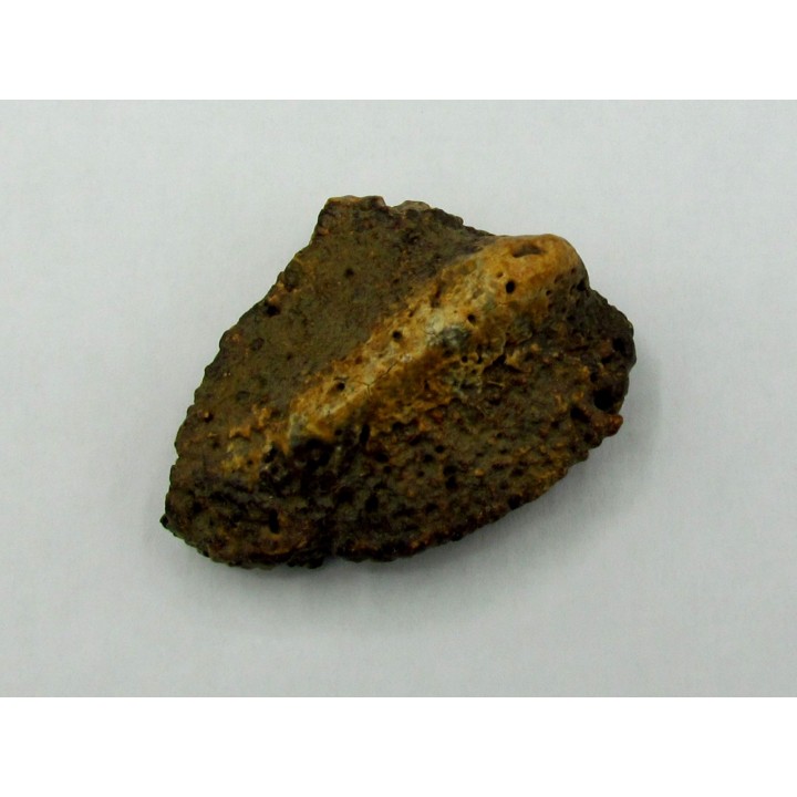 Ankylosaur scute - Alberta, CANADA
