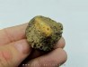Ankylosaur scute - Alberta, CANADA