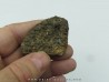 Ankylosaur scute - Alberta, CANADA