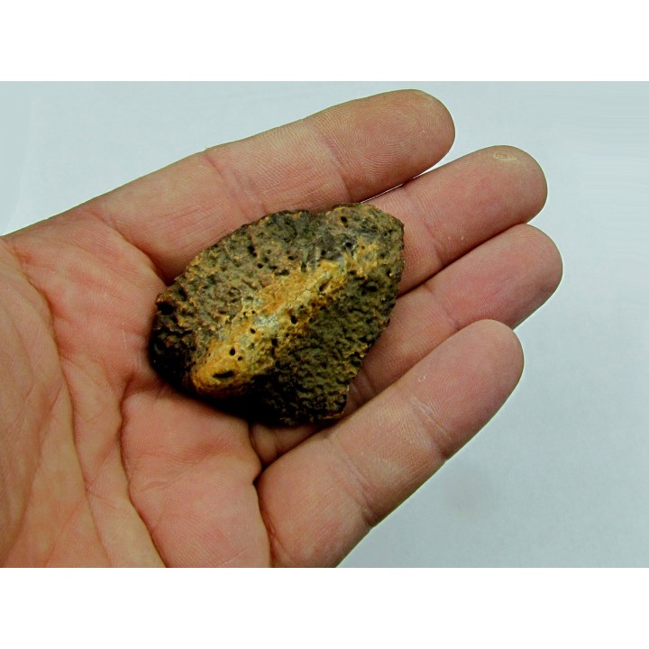 Ankylosaur scute - Alberta, CANADA