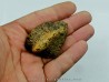 Ankylosaur scute - Alberta, CANADA