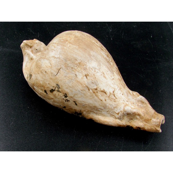 UMBILIA EXIMIA  - Miocene - AUSTRALIE