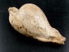 UMBILIA EXIMIA  - Miocene - AUSTRALIE