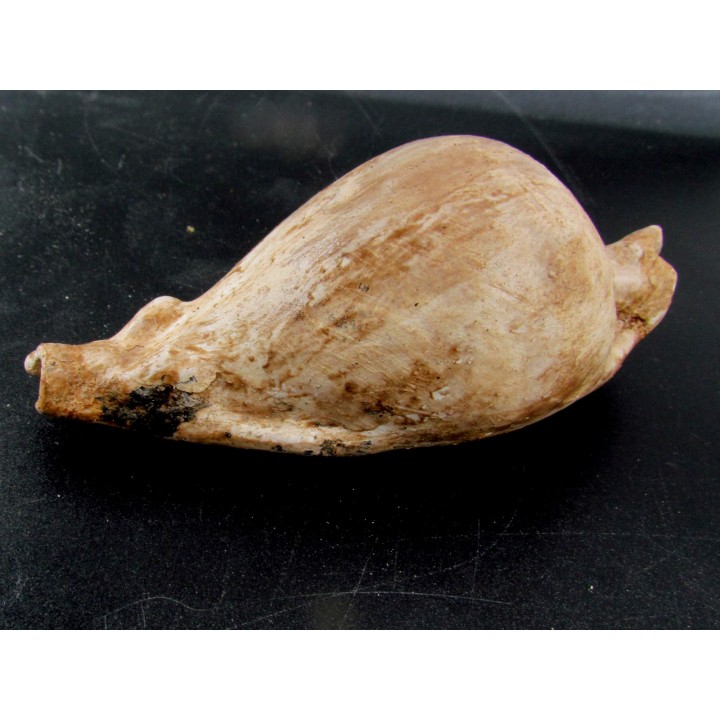UMBILIA EXIMIA  - Miocene - AUSTRALIE