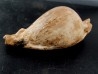 UMBILIA EXIMIA  - Miocene - AUSTRALIE