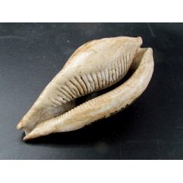 UMBILIA EXIMIA  - Miocene - AUSTRALIE