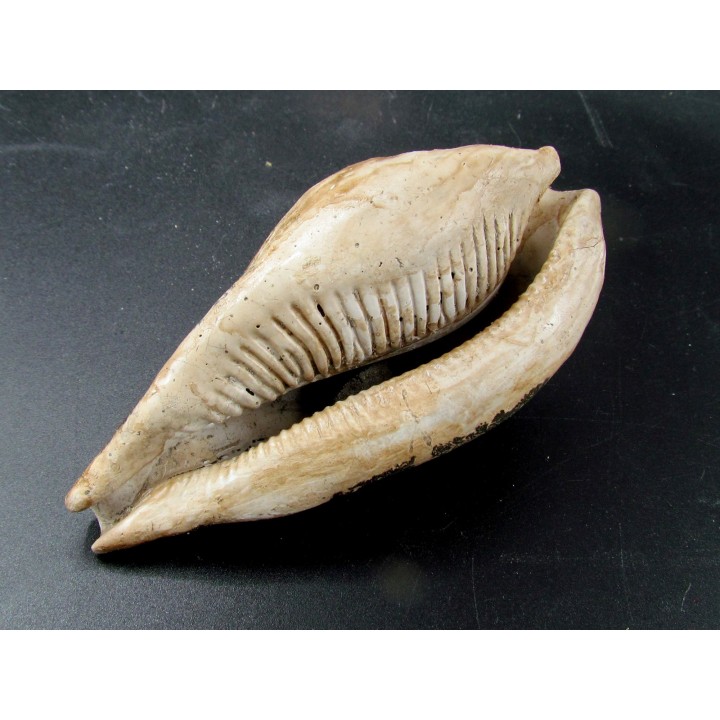 UMBILIA EXIMIA  - Miocene - AUSTRALIE