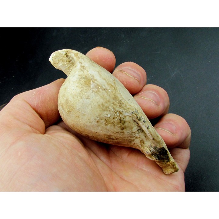 UMBILIA EXIMIA  - Miocene - AUSTRALIE