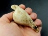 UMBILIA EXIMIA  - Miocene - AUSTRALIE