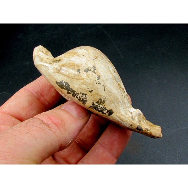 UMBILIA EXIMIA  - Miocene - AUSTRALIE