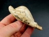 UMBILIA EXIMIA  - Miocene - AUSTRALIE