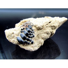 Gyrodus cuvieri - kimmeridgian - Cap D'Alprech - Boulogne sur Mer - France