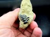 Gyrodus cuvieri - kimmeridgian - Cap D'Alprech - Boulogne sur Mer - France