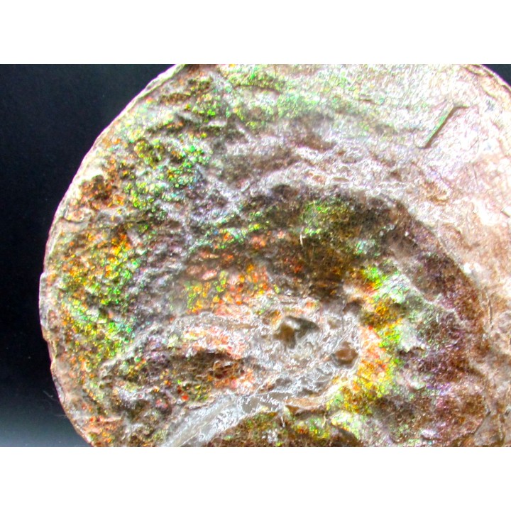 AMMOLITE : Placenticeras meeki - Alberta - CANADA