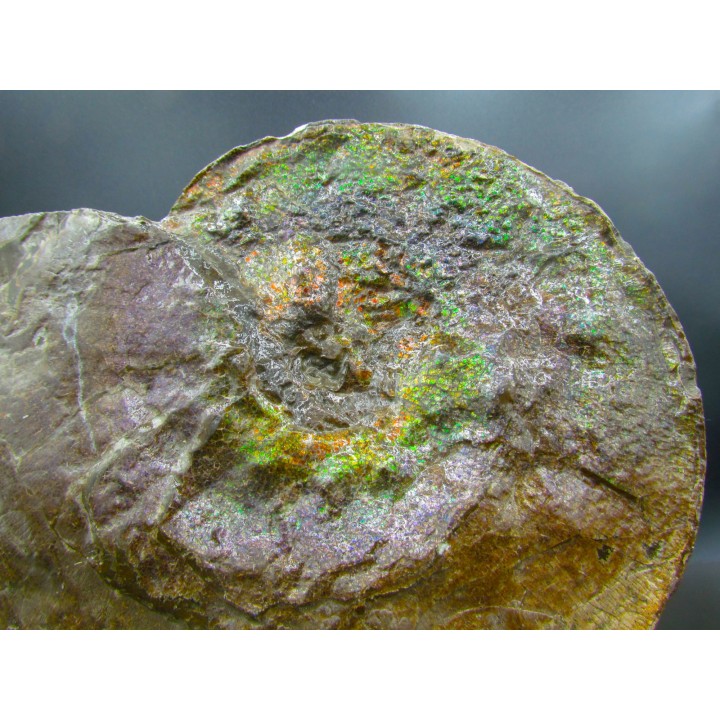 AMMOLITE : Placenticeras meeki - Alberta - CANADA