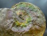 AMMOLITE : Placenticeras meeki - Alberta - CANADA