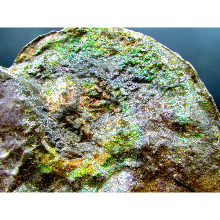AMMOLITE : Placenticeras meeki - Alberta - CANADA