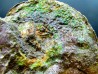 AMMOLITE : Placenticeras meeki - Alberta - CANADA