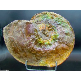 AMMOLITE : Placenticeras meeki - Alberta - CANADA