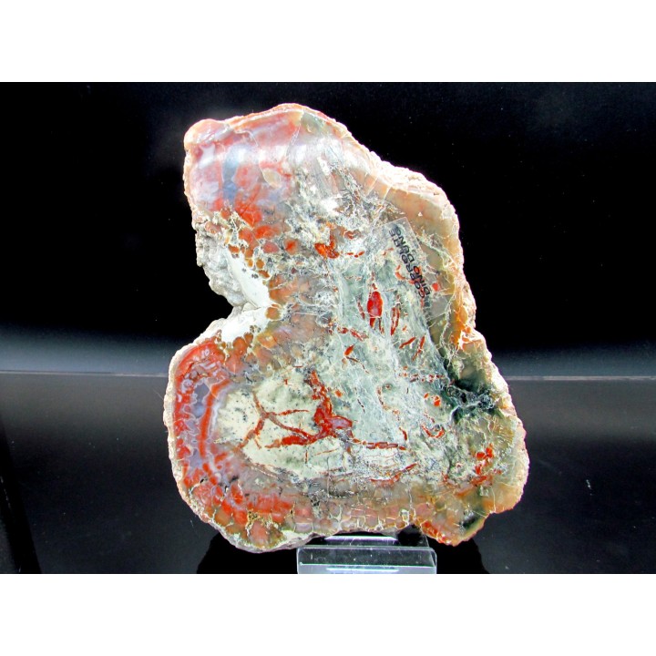 coprolithe de dinosaure - jurassique - Morrison Formation