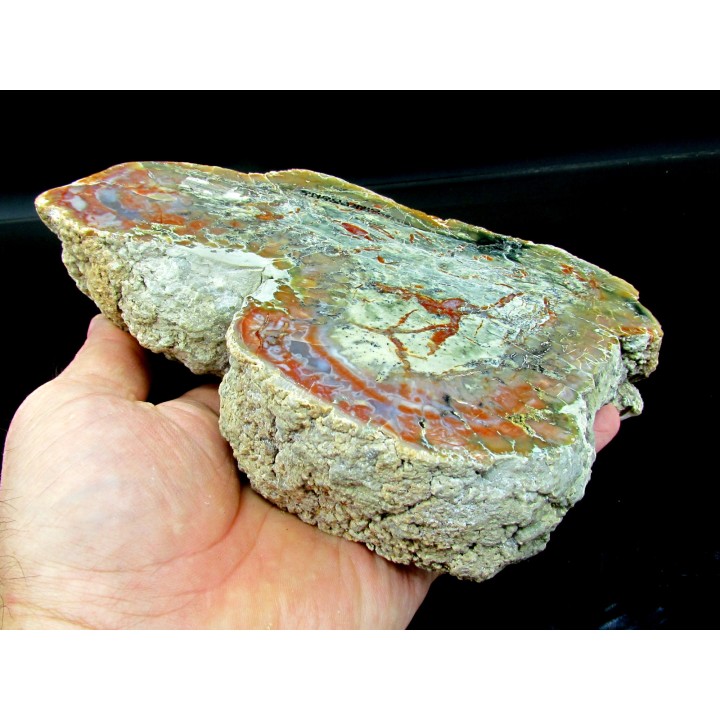 dinosaur coprolithe - jurassic - Morrison Formation