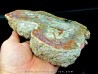 dinosaur coprolithe - jurassic - Morrison Formation