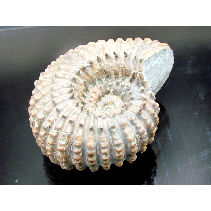 DOUVILLEICERAS MAMMILATUM