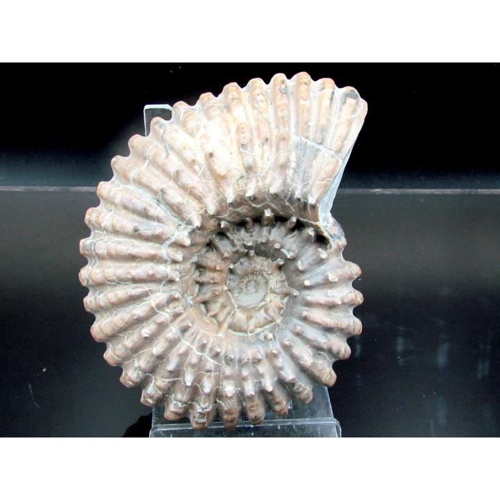 DOUVILLEICERAS MAMMILATUM