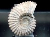 DOUVILLEICERAS MAMMILATUM