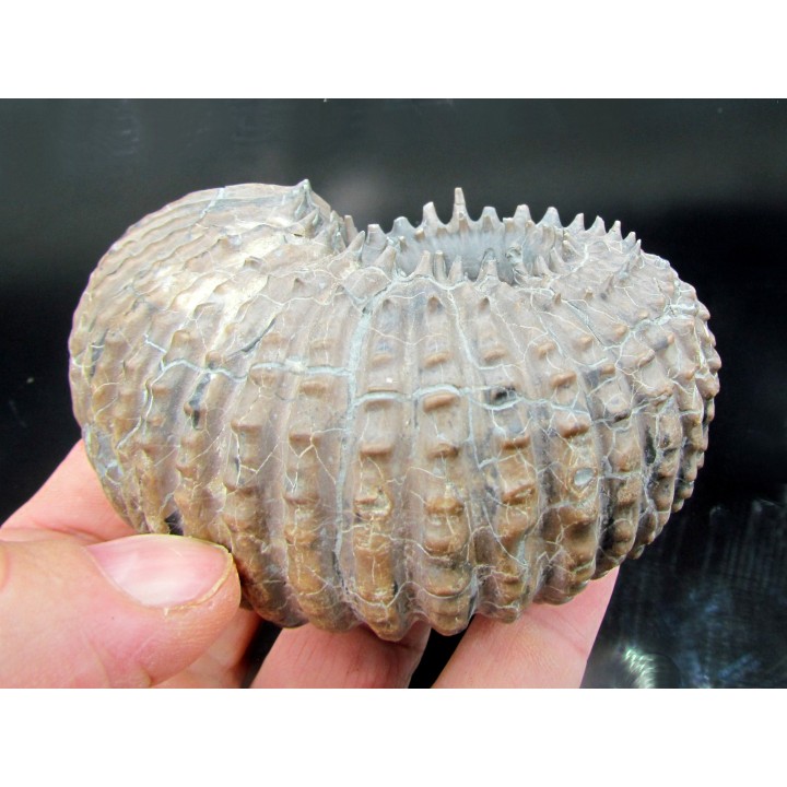 DOUVILLEICERAS MAMMILATUM