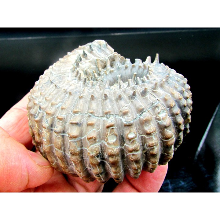 DOUVILLEICERAS MAMMILATUM