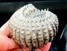 DOUVILLEICERAS MAMMILATUM